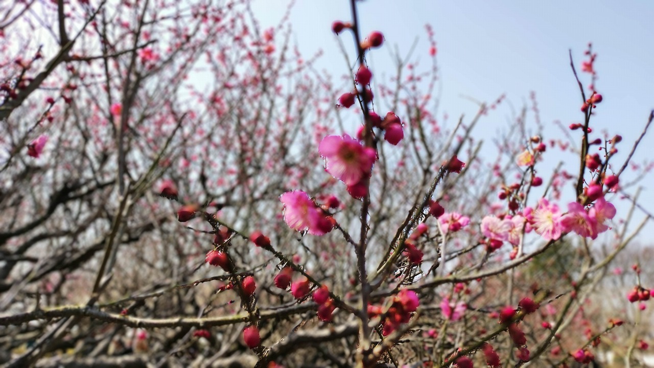 いなざわ梅まつり会場の紅梅のアップ｜愛知県植木センター梅品種見本園